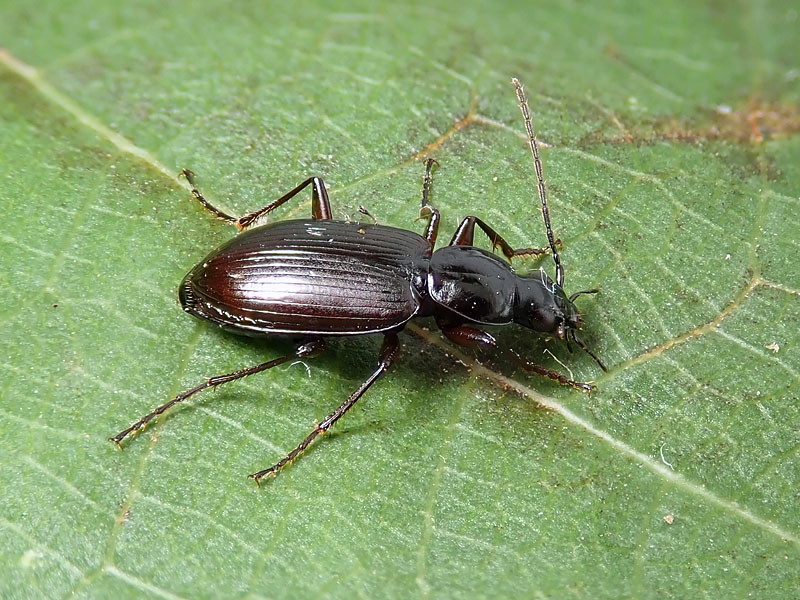 Carabidae: Agonum fuliginosum ?? no, Agonum (Europhilus) thoreyi